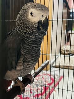 African grey