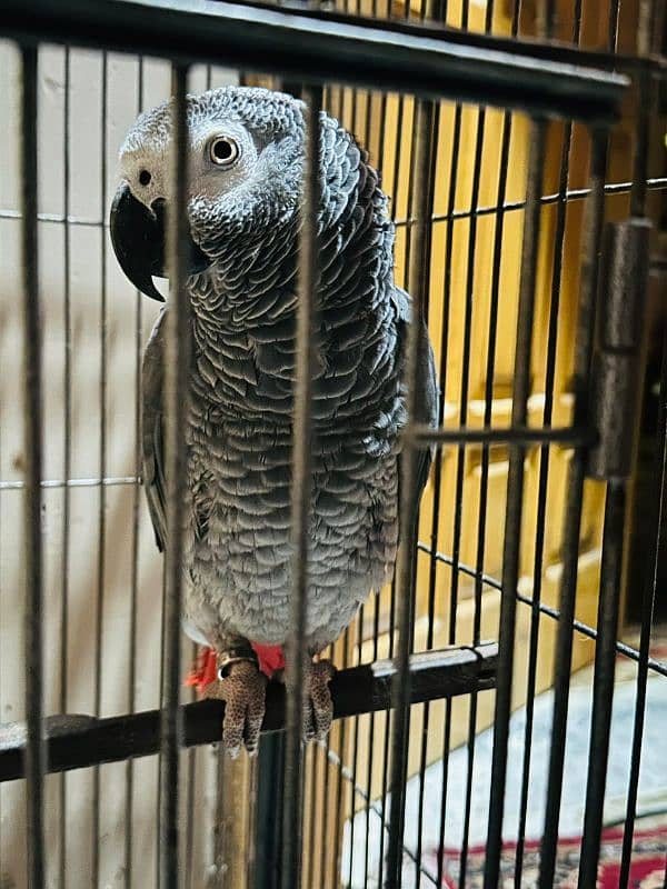 African grey 2