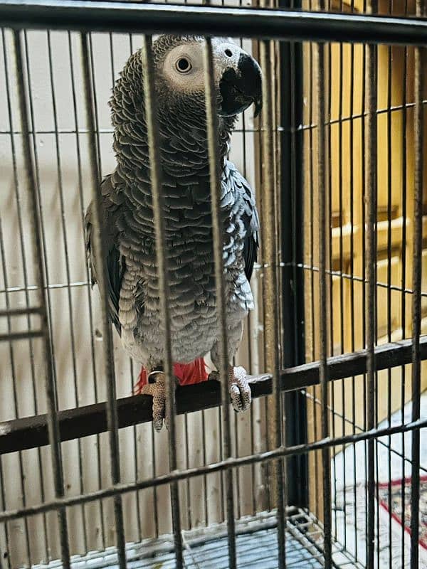 African grey 3