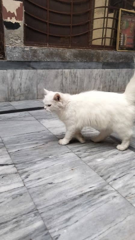 sell persian cat 0