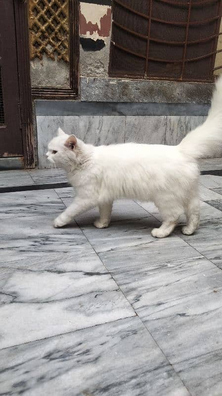 sell persian cat 1