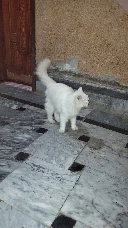 sell persian cat 2