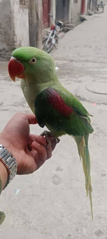 tamed raw parrot female 2