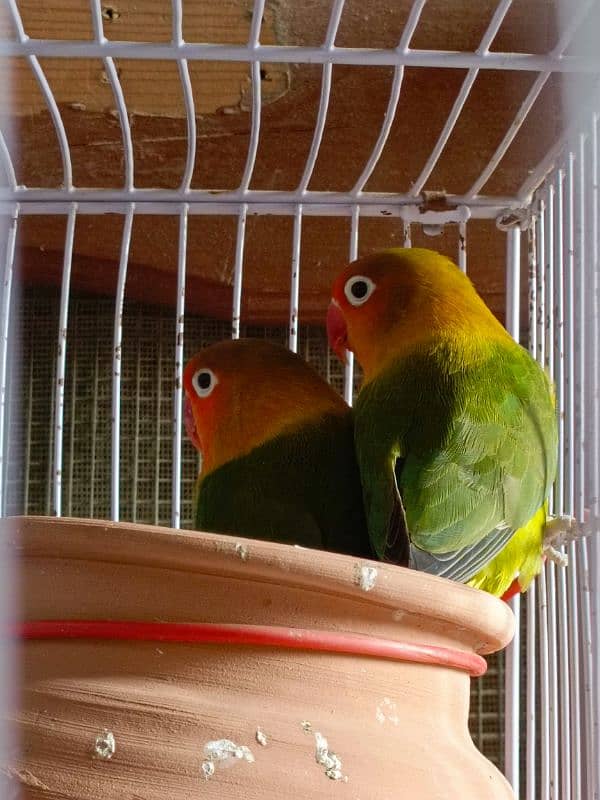 love birds 1 Breeder Pair & 1.1 Single peace 0