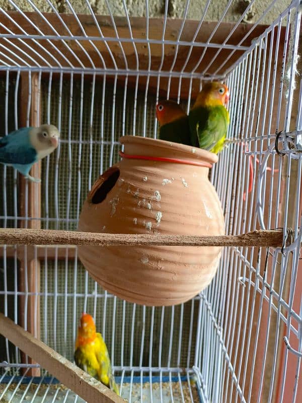 love birds 1 Breeder Pair & 1.1 Single peace 1