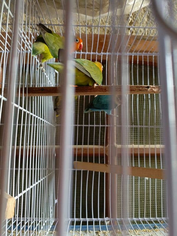 love birds 1 Breeder Pair & 1.1 Single peace 4