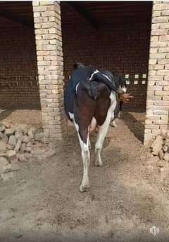 Top Quality Friesian Cow For Sale