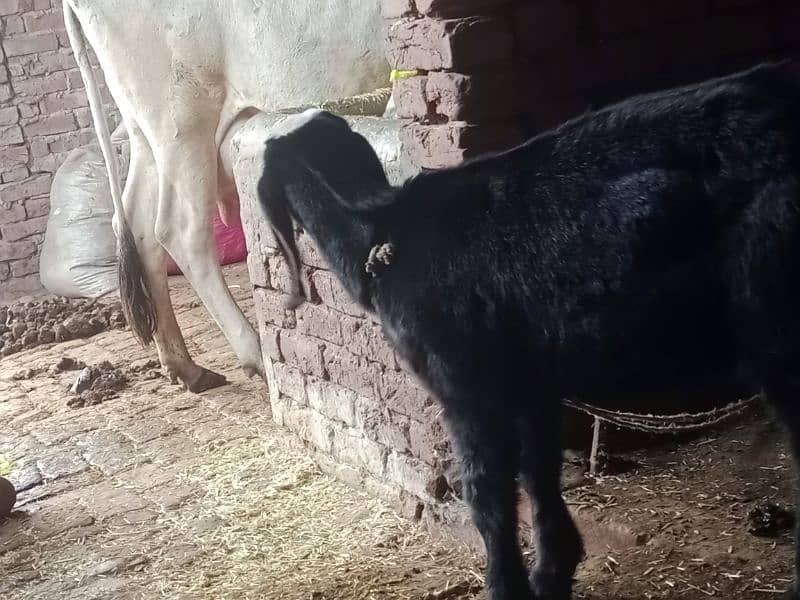 a goat like two kids 3