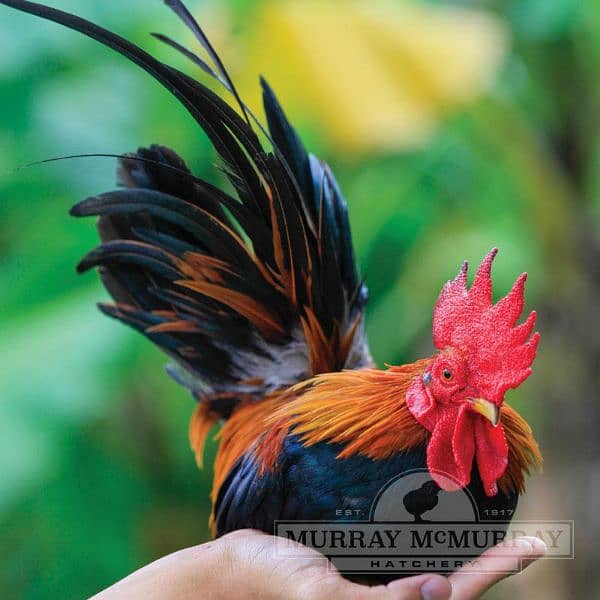 Australorp | Fancy Hens | English Game | Chicks | Murghy 6