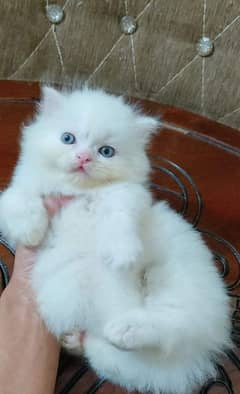 My WhatsApp number 0346/45/68/326 Persian cat 2 month age