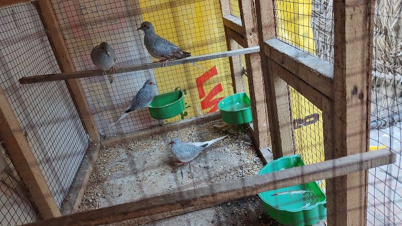 Dove breader pair for sale 0