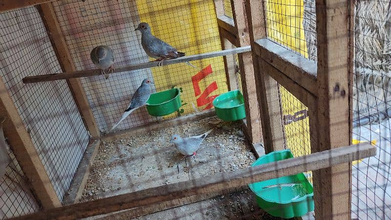 Dove breader pair for sale 1