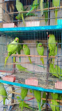 Ringneck parrot