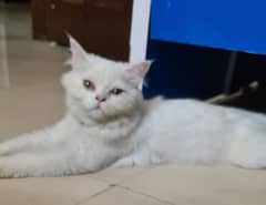 Play full Male Cat need careful new shelter fully trained