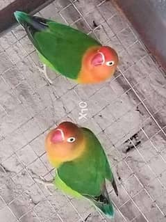 lovebird