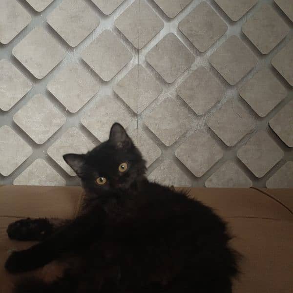 black Rag doll Cat | Female | black kitten 0