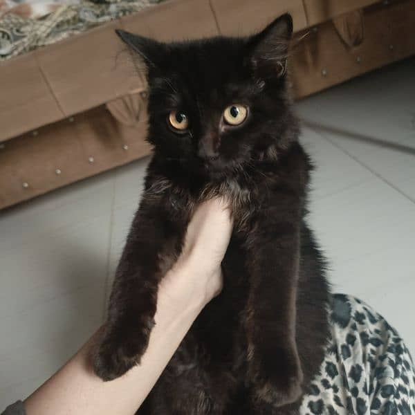 black Rag doll Cat | Female | black kitten 1