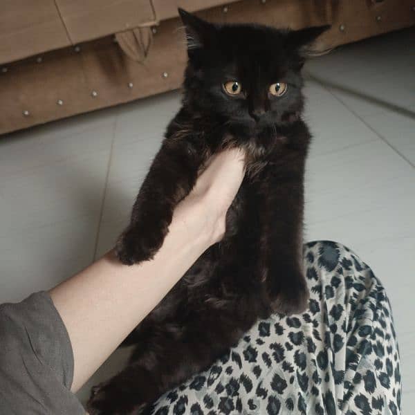 black Rag doll Cat | Female | black kitten 3