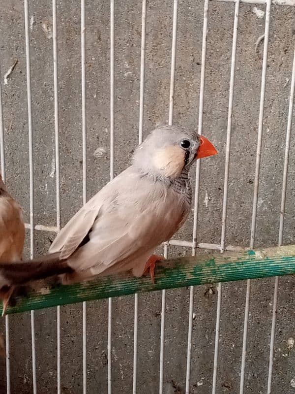 finch male mutation 0