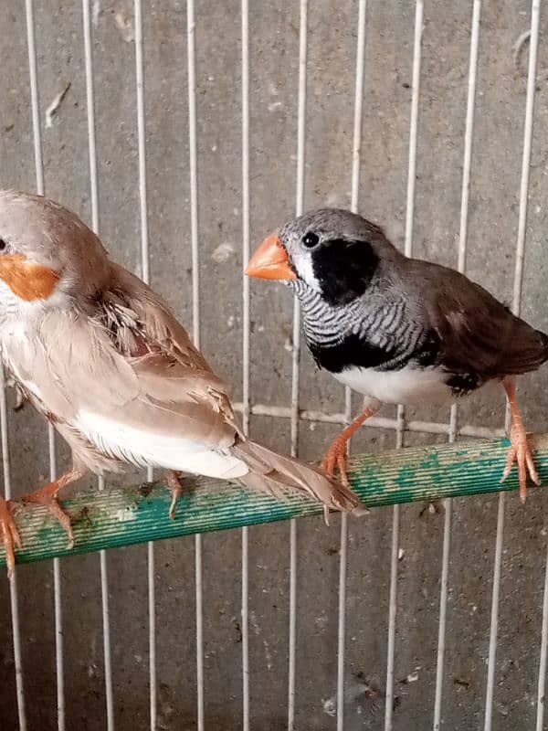 finch male mutation 2