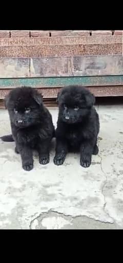 black German Shepherd long coat puppies for sale