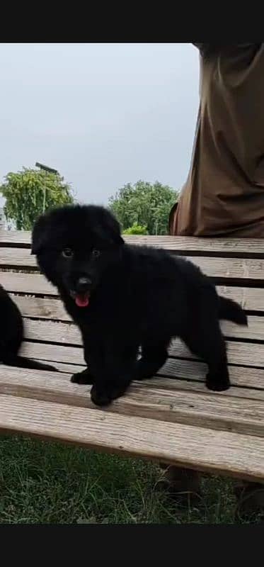 black German Shepherd long coat puppies for sale 2