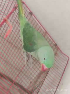 raw parrot for sale only parrot