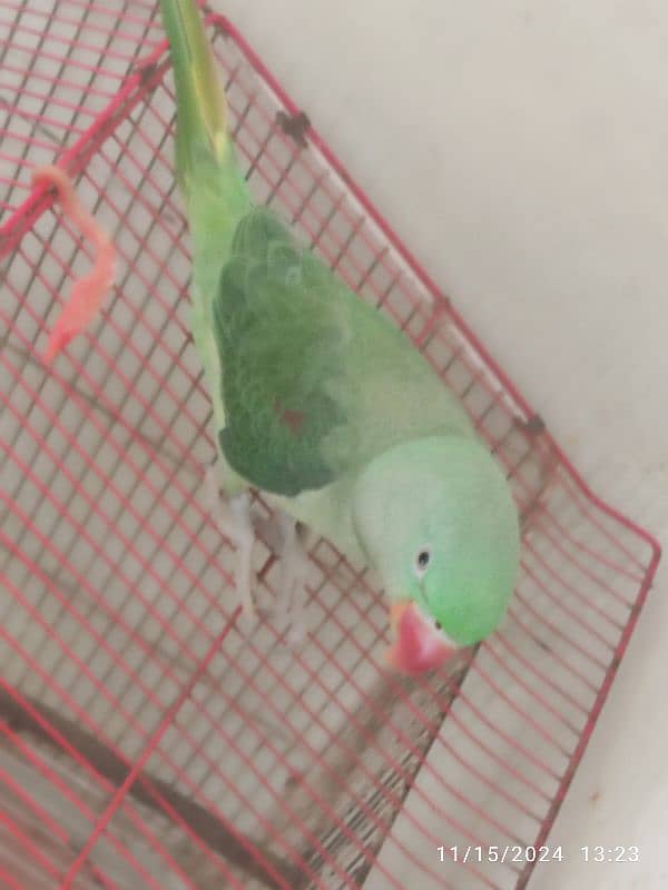 raw parrot for sale only parrot 0