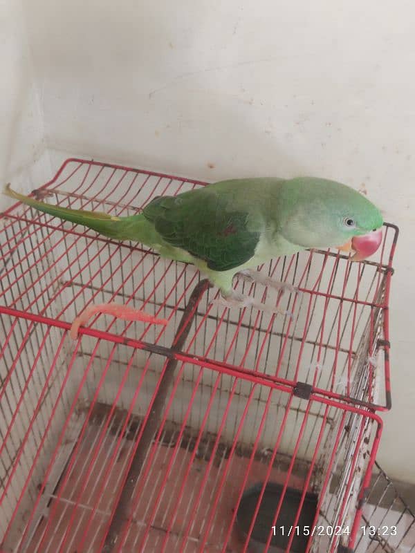 raw parrot for sale only parrot 1