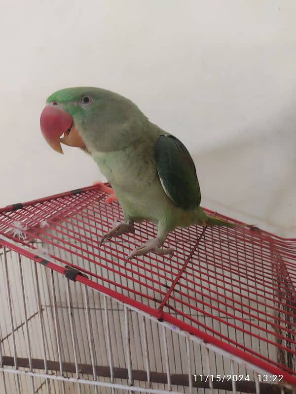 raw parrot for sale only parrot 2