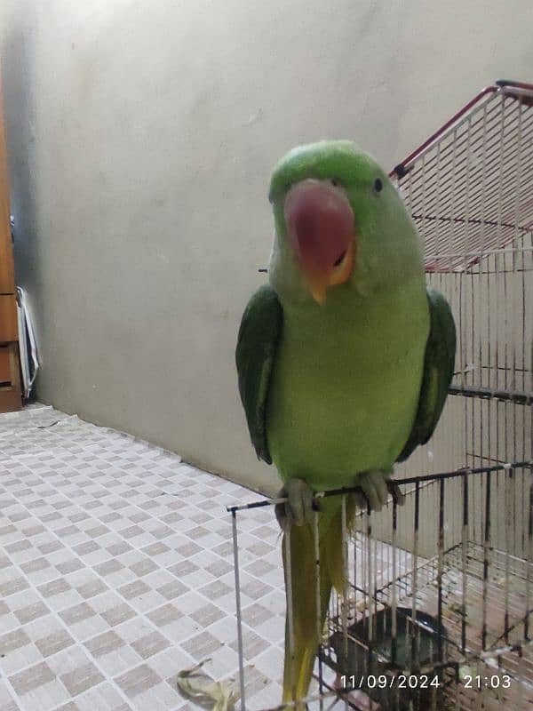 raw parrot for sale only parrot 3