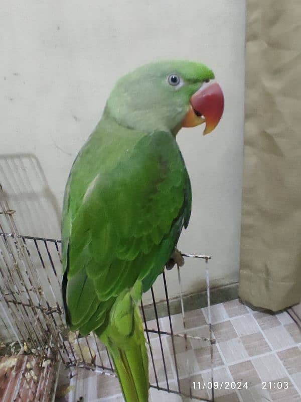 raw parrot for sale only parrot 4