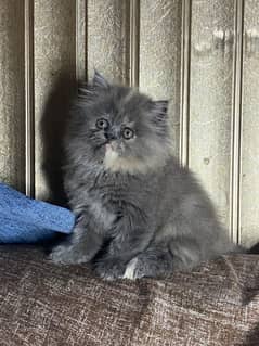 Persian kittens available now 03104479848