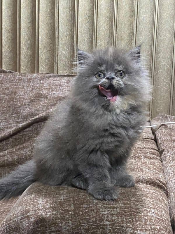 Persian kittens available now 03104479848 1