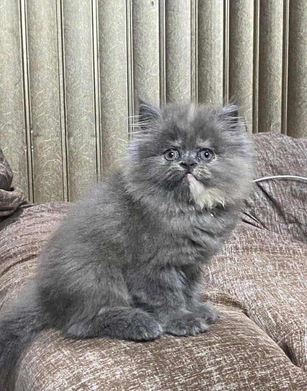 Persian kittens available now 03104479848 3