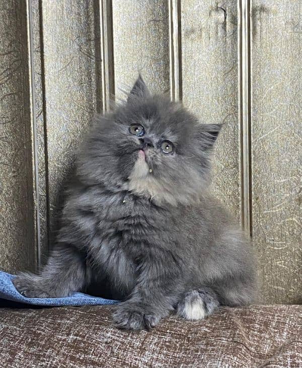 Persian kittens available now 03104479848 5