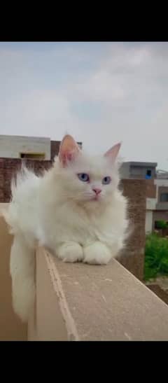 White Persian Cat 12000