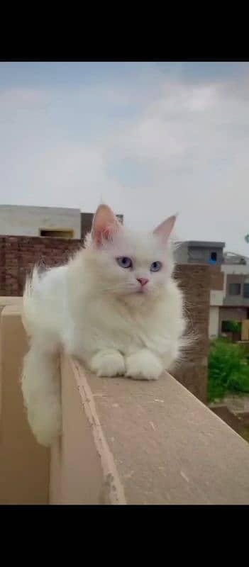 White Persian Cat 12000 1