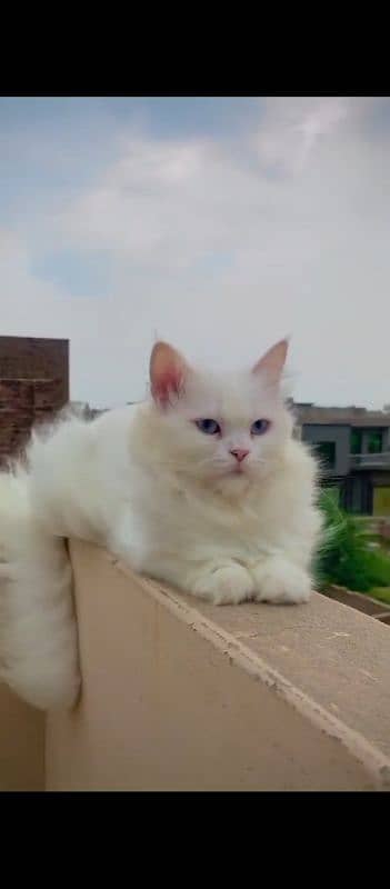 White Persian Cat 12000 2