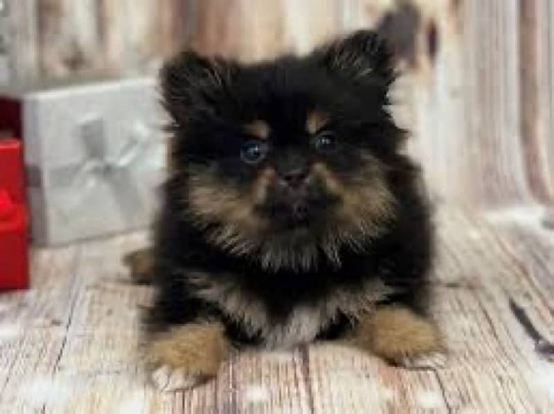 POMERANIAN PUPPIES FOR SALE 1