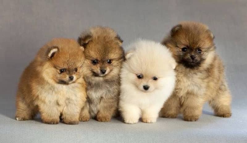 POMERANIAN PUPPIES FOR SALE 2