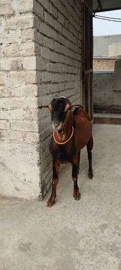 tedda bakra for sale