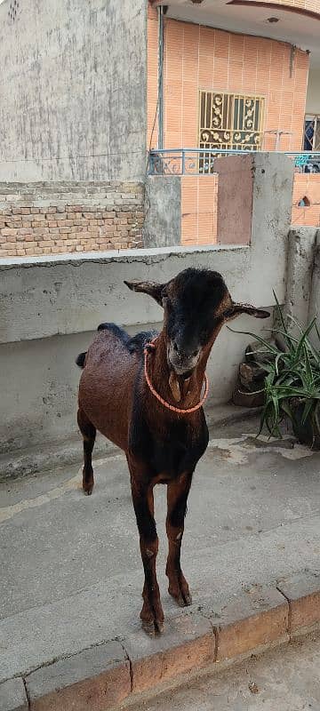 tedda bakra for sale 1