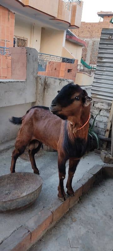 tedda bakra for sale 2