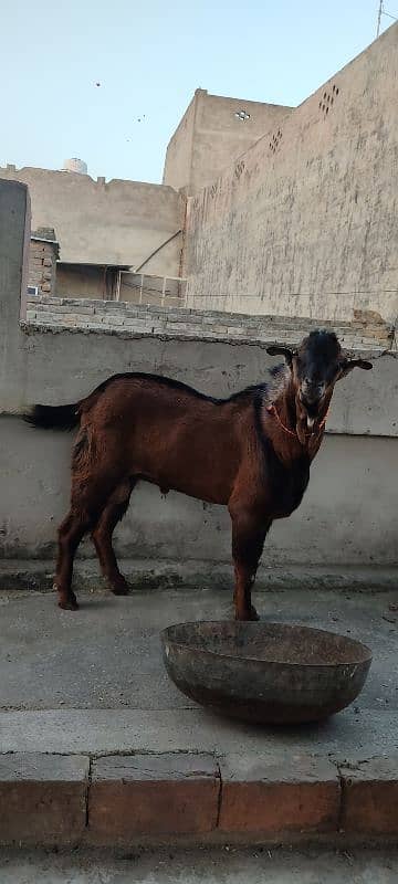 tedda bakra for sale 3