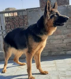 Pedigree German shepherd female