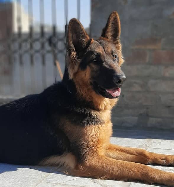 Pedigree German shepherd female 1