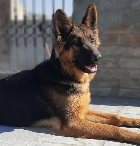 Pedigree German shepherd female 2