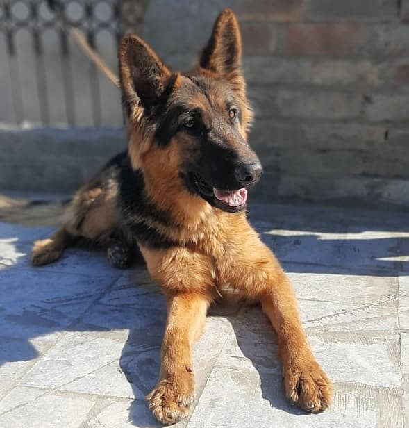 Pedigree German shepherd female 3