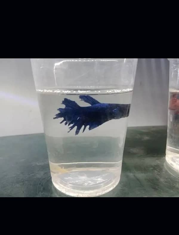 betta fish fish 2